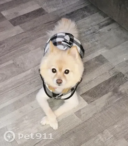 Lost Tan/White Dog in Shirley - Help! - photo