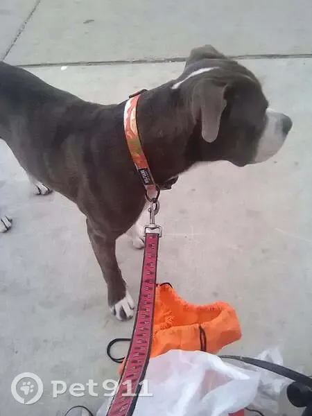 Lost Pitbull/Boxer: Tiny Needs Help! - photo