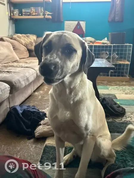 Lost Dog: White with Dark Mask, Drummond - photo