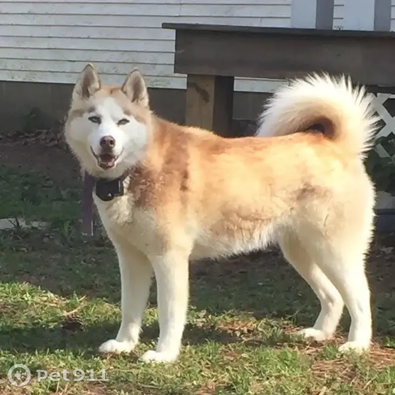 Lost Playful Dog: Light Red, Vocal, Benton - photo