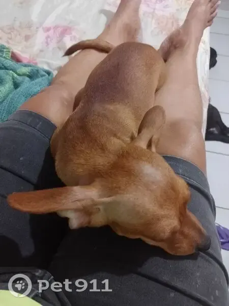 Cachorro perdido Fêmea (brl002063) - photo