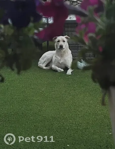 Lost Dog: Skittish, Friendly - Call Now! - photo