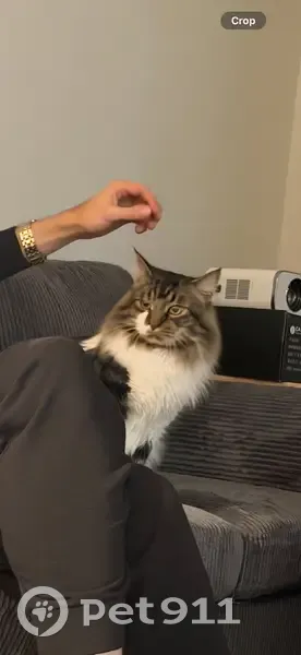 Lost Cat in TGM Park Meadows - Call Now! - photo