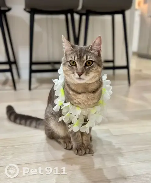 Lost Gray Cat Tommy: Help Us Find Him! - photo