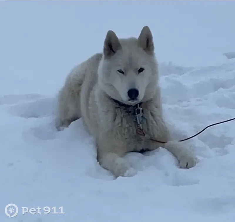 Lost White Siberian Husky: West Salem - photo