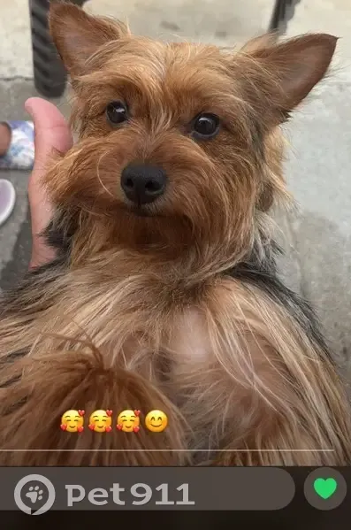 Lost Yorkshire Terrier - Woonsocket Area - photo