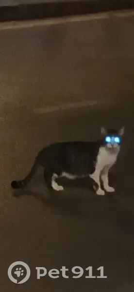 Gato Joven y Cariñoso Buscando Hogar en Salou - photo