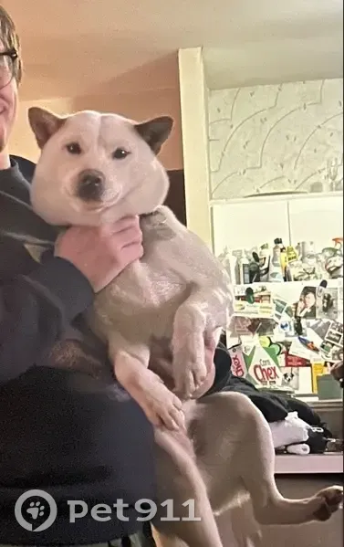 Lost White Shiba Inu: Moro in East Shoreham - photo