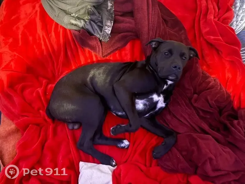 Lost Dog on Hwy 100, Putnam Hall - photo