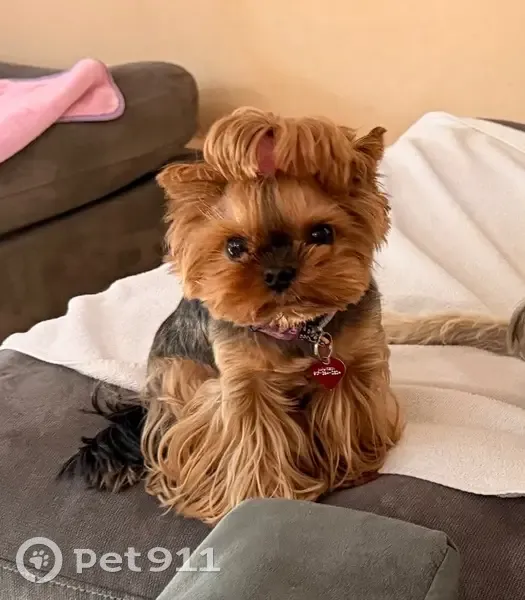 Lost Yorkie: 5lb Brown/Black, Call Now! - photo