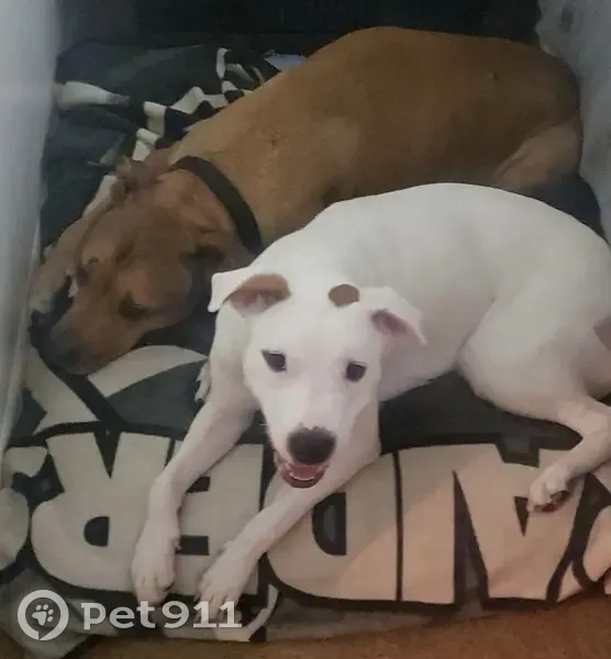 Lost Dog: White with Brown Spot, Avondale - photo