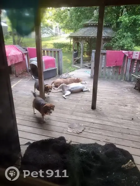 Lost Beagle: Blue Tag, 12th St NW - photo