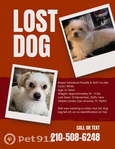 Lost Small White Dog in Tibetta Green - photo