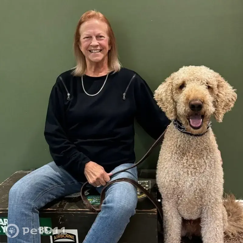 Lost 80 lb Golden Doodle in Lebanon - photo