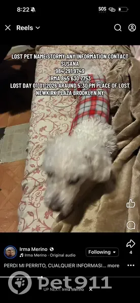 Lost: Small White Dog in Red Flannel - photo