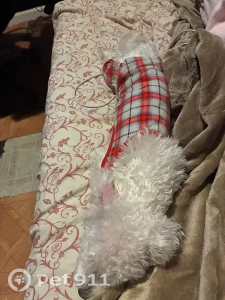 Lost 1-Year-Old Puppy Near Newkirk Plaza - photo