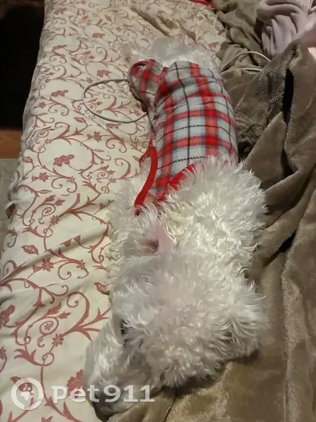 Lost Dog in Red Pajamas - Newkirk Ave - photo