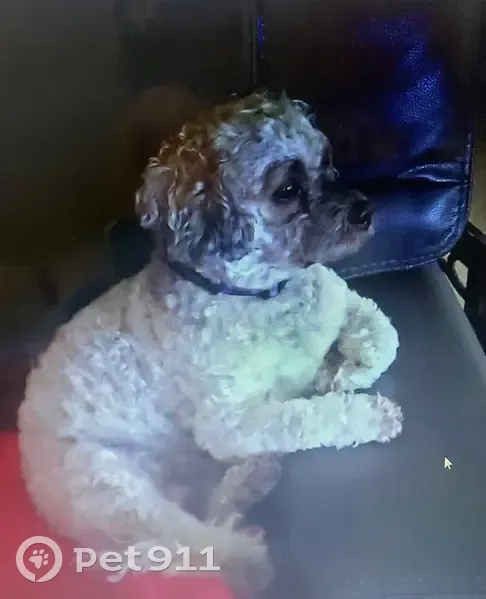 Lost Shih Tzu: D-O-G Needs Medical Help - photo