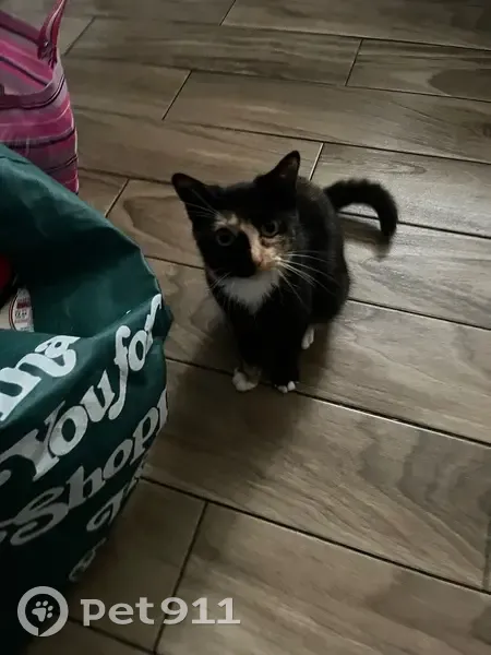 Lost Tortoiseshell Cat: Help Find Her! - photo