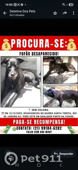 cachorro desaparecida - photo