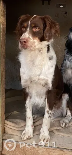 Perro Marrón Perdido en Palma: ¡Ayuda! - photo