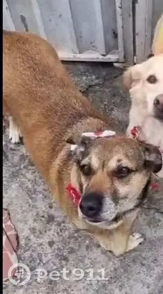 cachorro desaparecida - photo