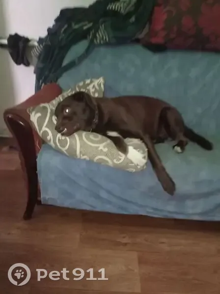 Зникла собака: шоколадний окрас, Київ - photo