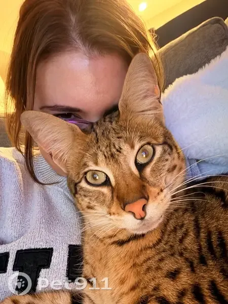 Lost: Friendly Spotted Savannah Cat - photo