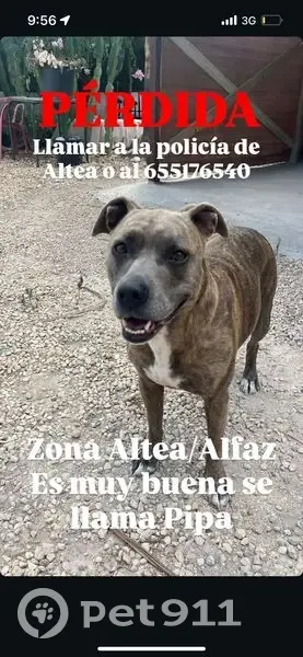 Perro Tigretón Perdido en Camí del Planet - photo