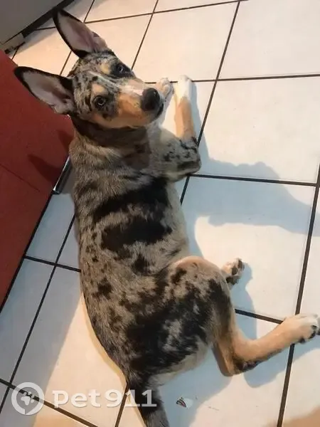 ¡Ayuda! Perro Husky-Pastor Perdido en Culiacán - photo