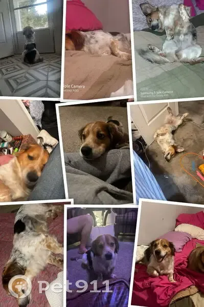 Lost Dog: Spaniel-Dachshund Mix, KC Area - photo