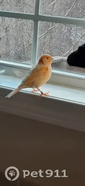 Found: Orange Canary with Leg Band in MD - photo