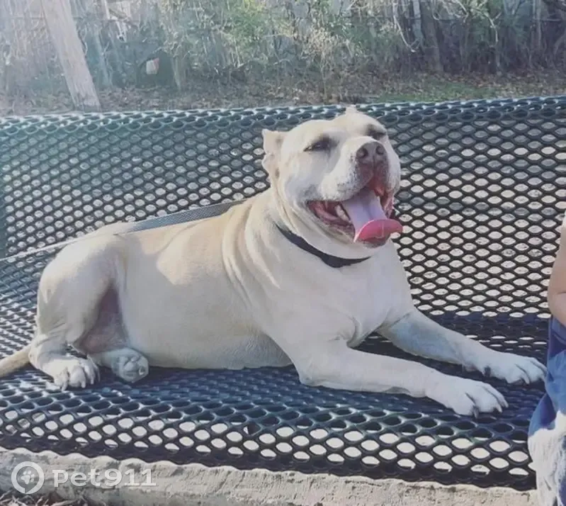 Lost Bulky Tan Dog: Toby, Grand Prairie - photo