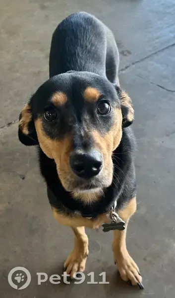 Lost Shy Dog Indiana on Vanley Drive - photo