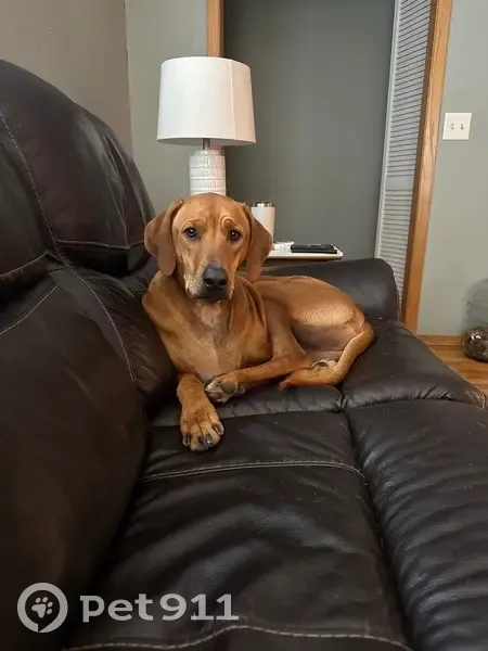 Lost Dog: Ridgeback with White Chest Spot - photo