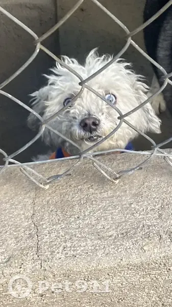 ¡Ayuda! Perro perdido en Huentitán - photo