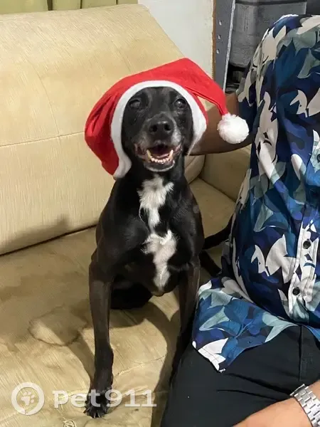 Cachorro perdido - photo