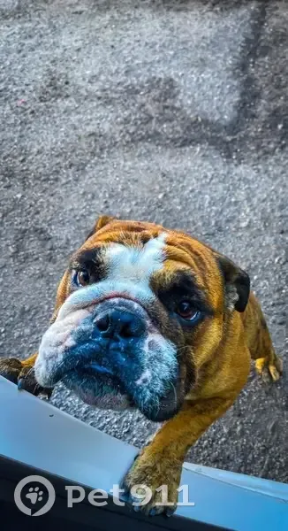 Perro Café Atigrado Perdido en Herreros - photo