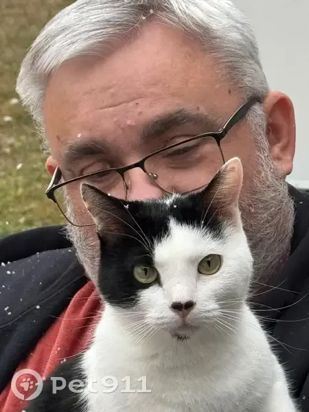 Lost Declawed Cat Near Hudson River Park - photo