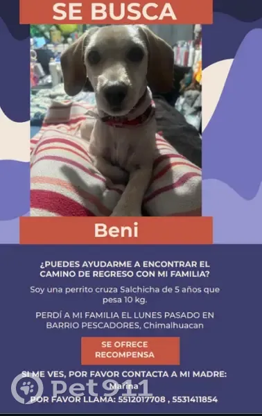 Perro Perdido: Salchicha Blanco en Chimalhuacán - photo