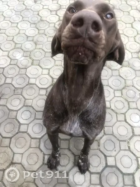 Зникла коричнева курцхар на Борохівській - photo