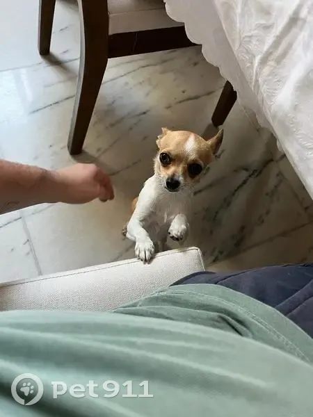 cachorro desaparecida - photo