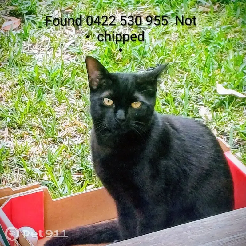 Found: Friendly Black Cat, Lindsay St - photo
