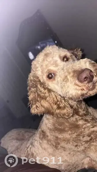 Lost Energetic Dog in Shadow Leaf Cove - photo