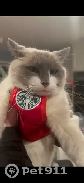 Lost Ragdoll Mix Cat: Setauket Area - photo