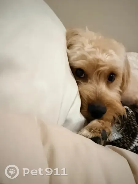 Lost Caramel Dog: Alejandro on Acme St - photo