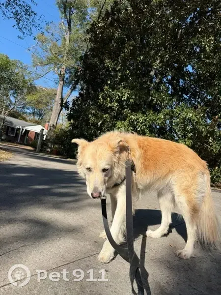 Lost Dog Abby: SC to ME Rescue Van Escape - photo