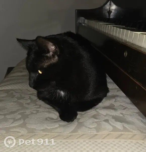 Missing: Beloved Black Kitty in Phoenix - photo