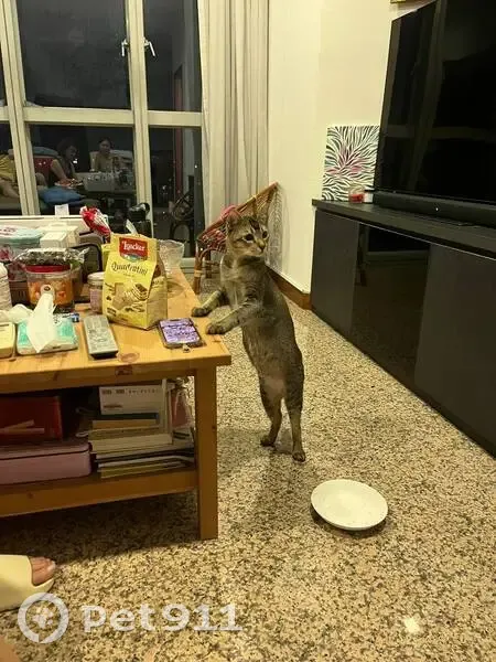 Lost Tabby: Help Find Our Cat at Wildlings - photo