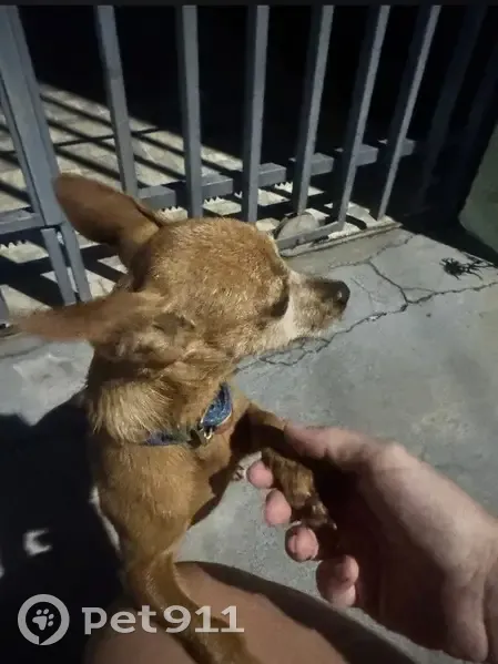 cachorro encontrada - photo